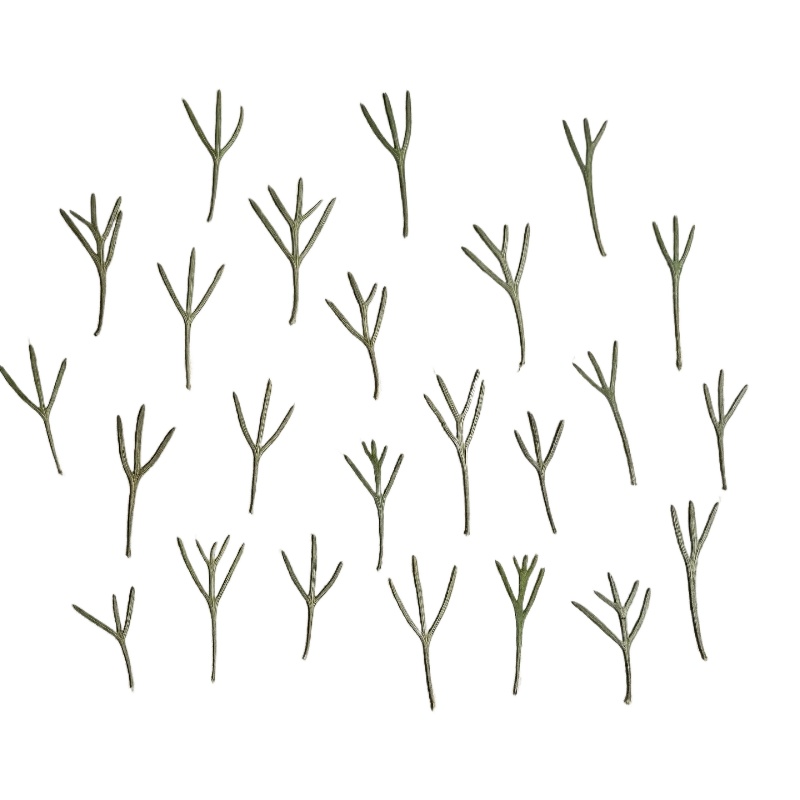 Resin Art Baby - 24 stuks, echte geperste achillea-bladeren, gedroogde