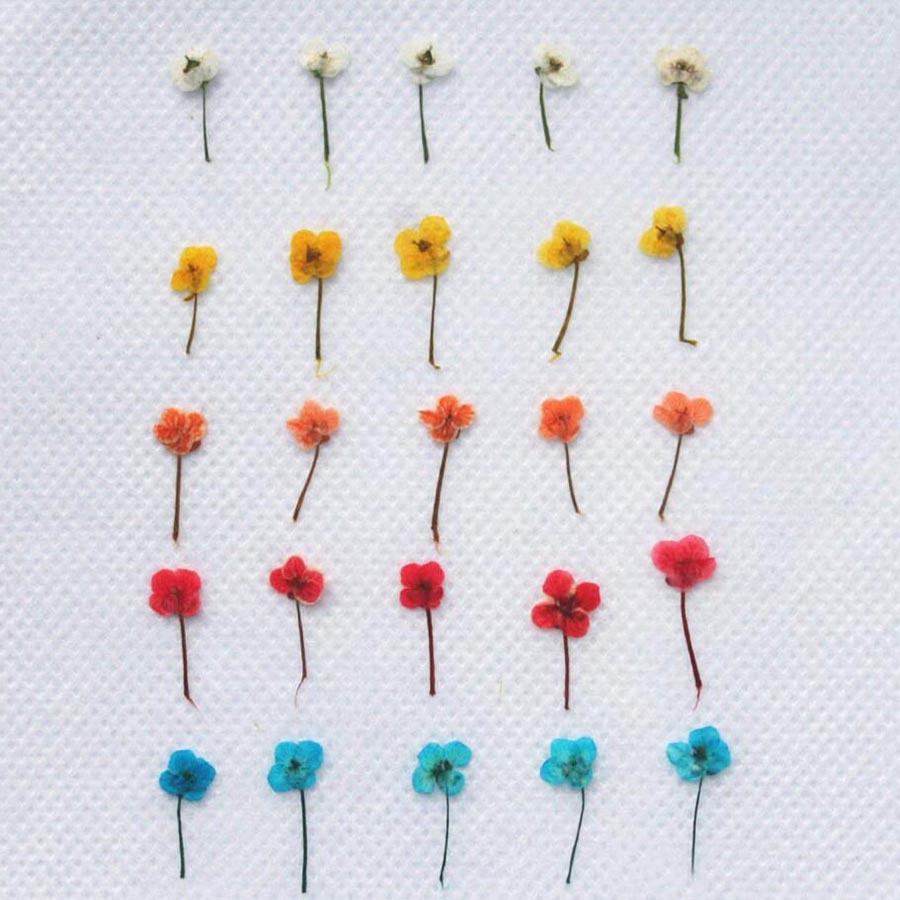 60 stuks gedroogde bloemen – k - Resin Art Baby recensie en prijs