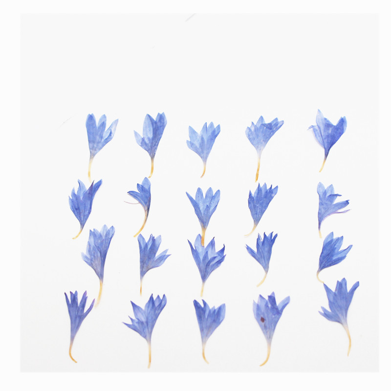 60 stuks gedroogde bloemen – k - Resin Art Baby recensie en prijs