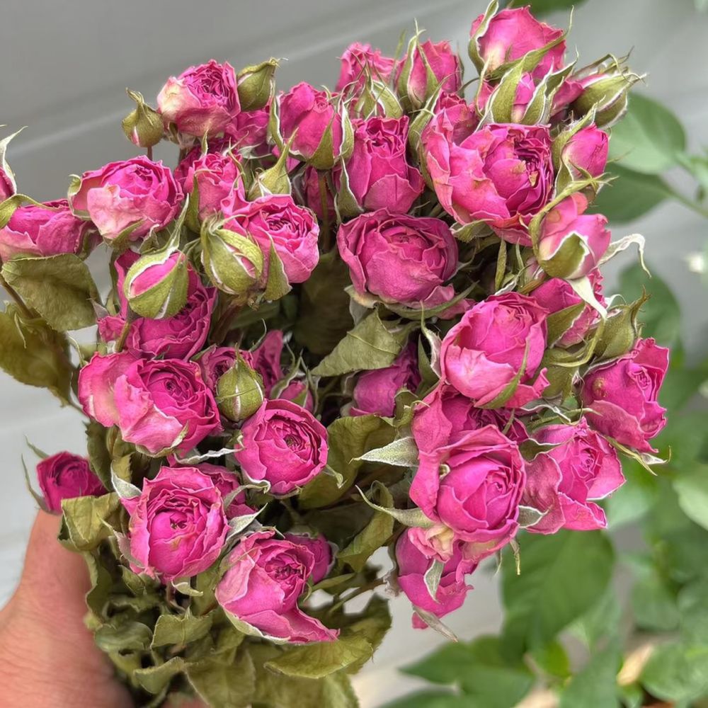 Natuurlijk geconserveerde, ged - Resin Art Rose recensie en prijs