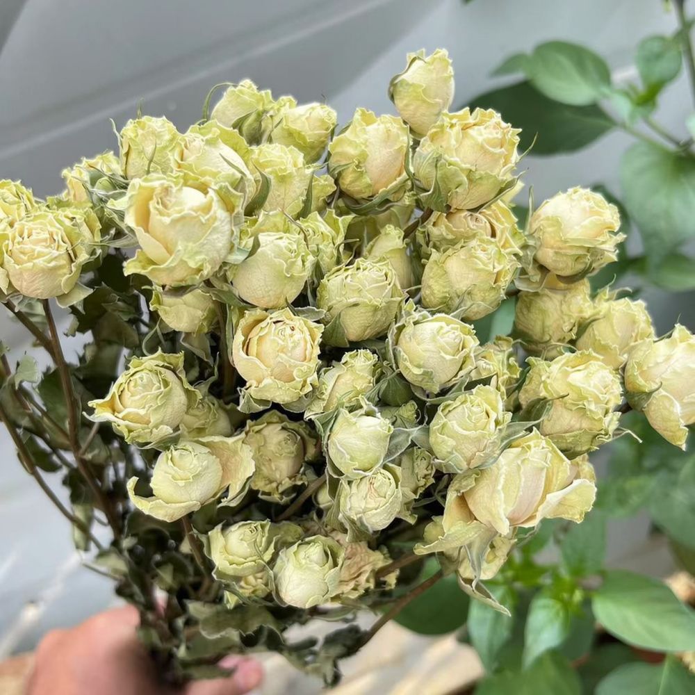 Natuurlijk geconserveerde, ged - Resin Art Rose recensie en prijs